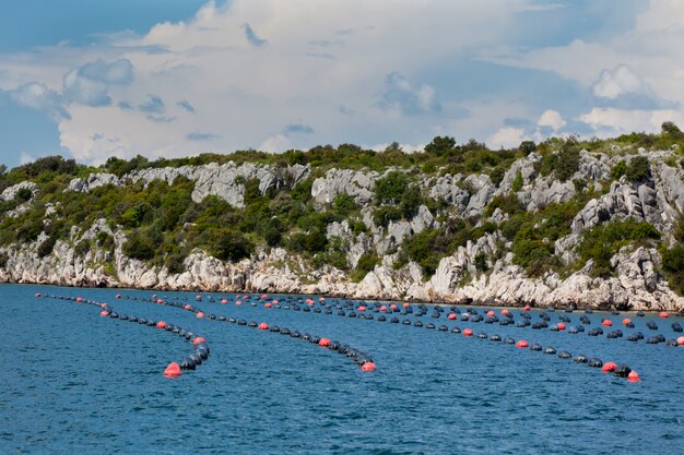 Foto mosselen groeien in de adriatische zee