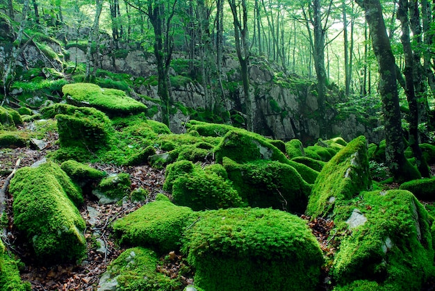 Mossen en beuken in het karstmassief van Itxina. Natuurpark Gorbeia. Baskenland