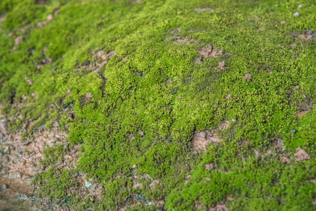 Mosses are small flowerless plants in a nature