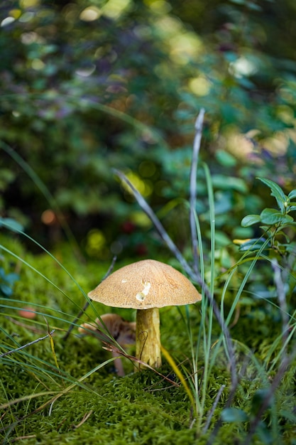 мшистый гриб Xerocomus в лесу