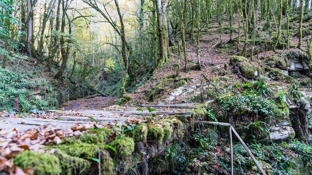 Mossy bridge in the boxwood grove of Sochi, Russia.