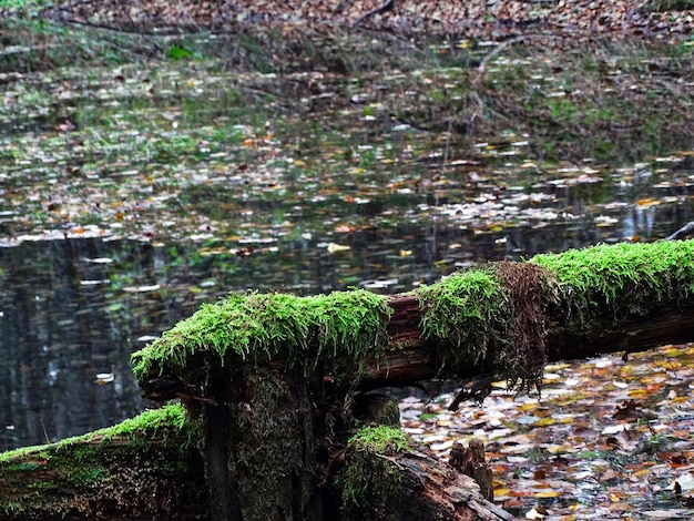 Photo mossy bridge