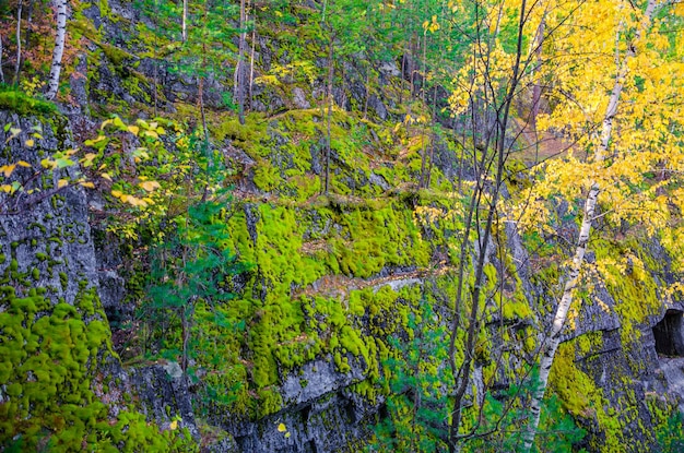 A mossy cliff face in the forest