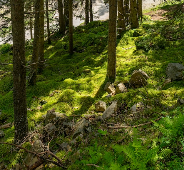 Mossy forest ground