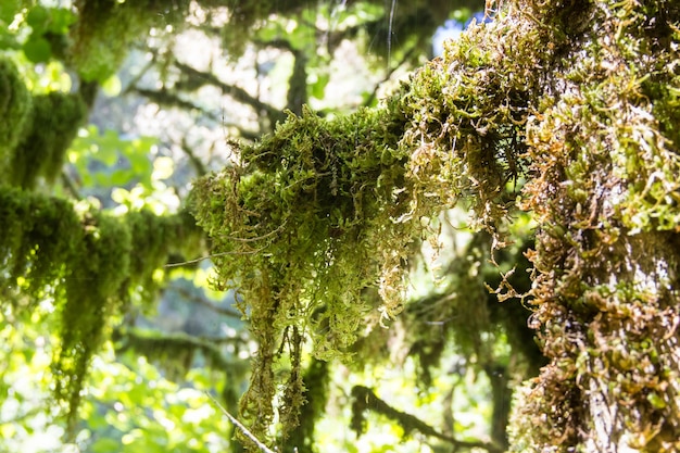 Mossy forest, mysterious boxwood on a sunny day.