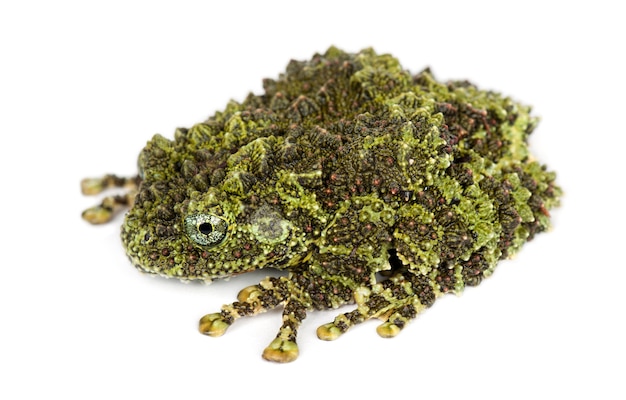 Mossy Frog, Theloderma corticale, ook bekend als een Vietnamese Mossy Frog, of Tonkin Bug-eyed Frog, tegen witte achtergrond