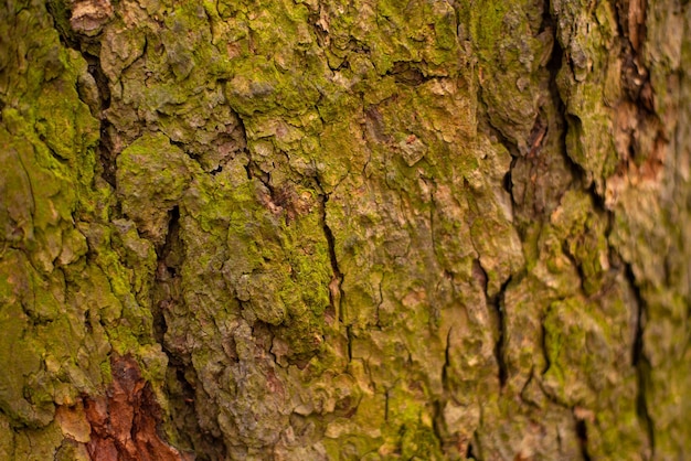 Mossy growing on the cracked and wrinkled bark of a tree