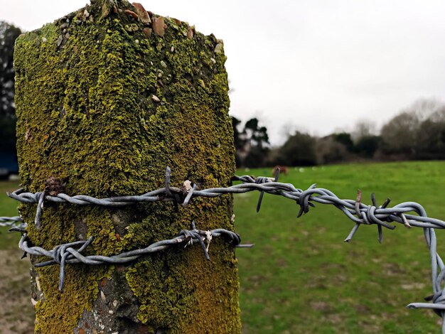 A mossy old pole stands with barded wire around it blurred horse in field behind