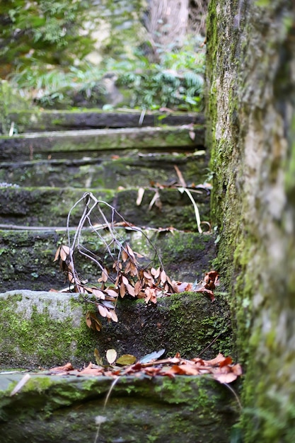 古いヨーロッパの公園の苔むした古い階段