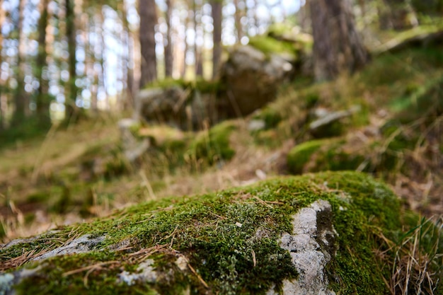 Замшелая скала в лесу весной