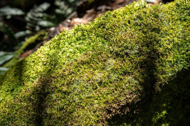 緑色の背景とその上に「苔」という文字がある苔むした岩