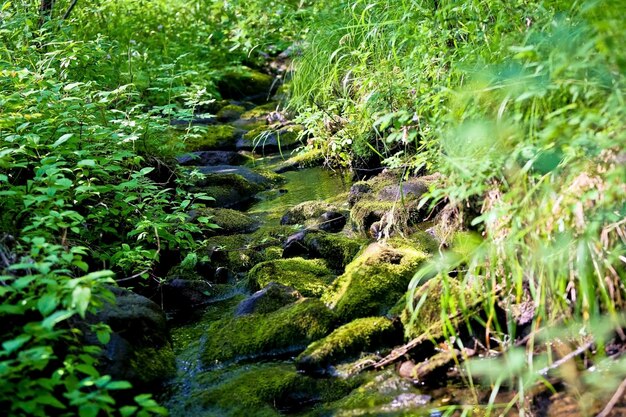 Mossy rocks in a forest stream Shallow depth of field