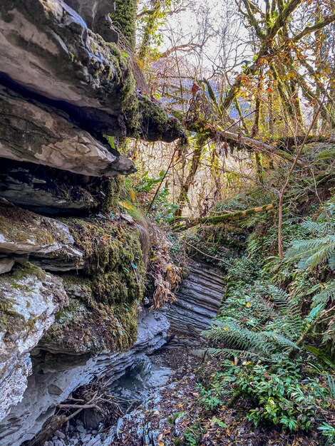 Photo mossy rocks in the gorge of the river in autumn