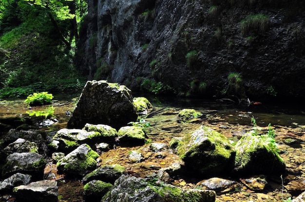 Mossy stream in the forest