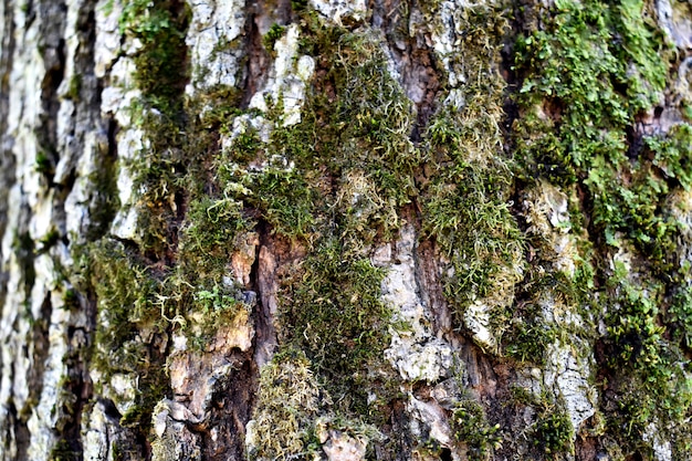 苔の多い木のテクスチャ