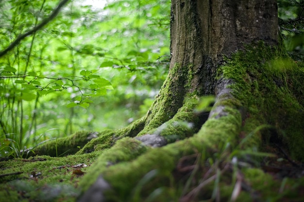 A mossy tree with moss on the trunk