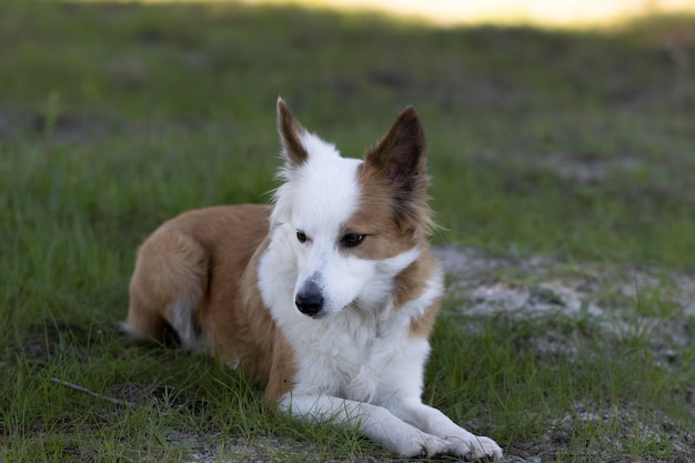 世界で最も美しい犬笑顔の愛らしい茶色と白の砂のコリーの屋外の肖像画