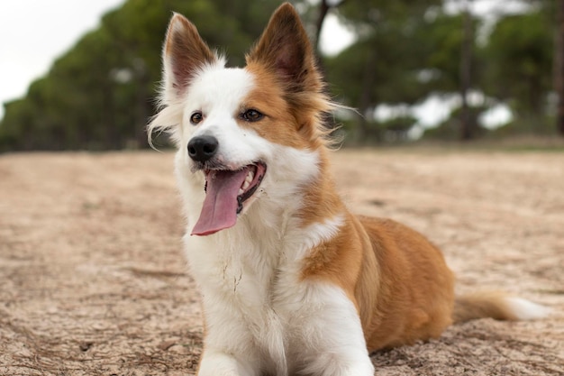 世界で最も美しい犬笑顔の魅力的な愛らしいセーブルの茶色と白のボーダーコリー