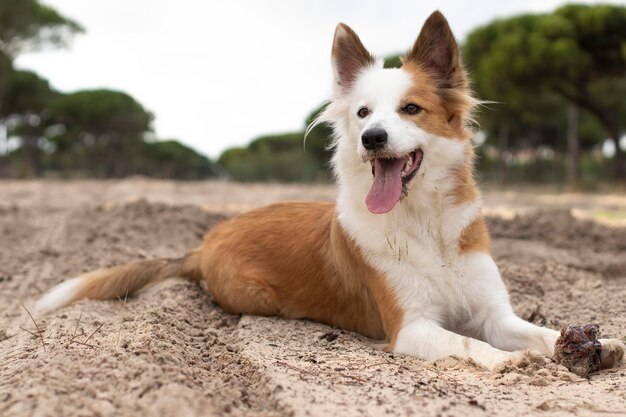 世界で最も美しい犬笑顔の魅力的な愛らしいセーブルの茶色と白のボーダーコリー