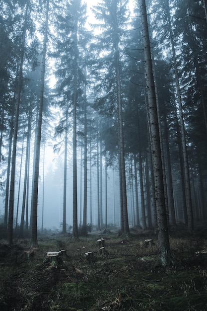 The Most Beautiful Forests in the World