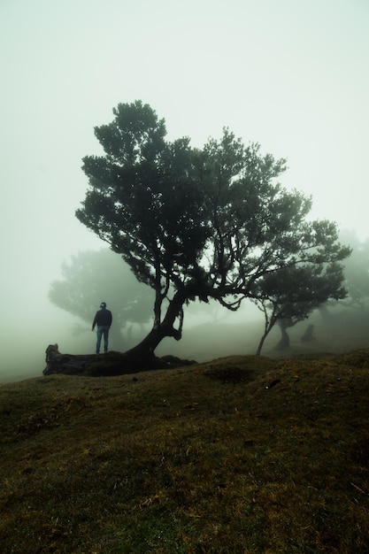 The Most Beautiful Forests in the World