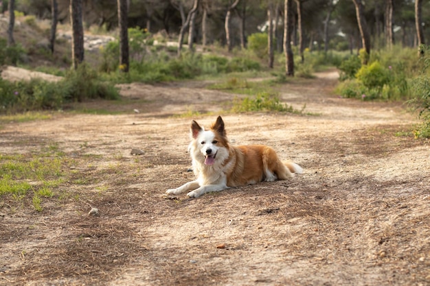 世界で最も美しくインテリジェントな犬ボーダーコリータンと白自然の中で