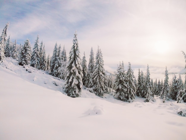 Photo the most beautiful ukrainian nature