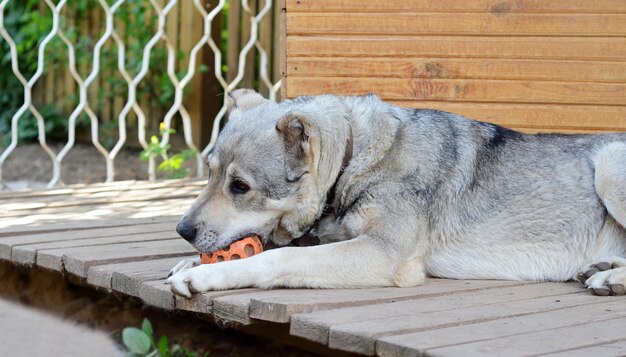 Most Central Asian shepherd resting