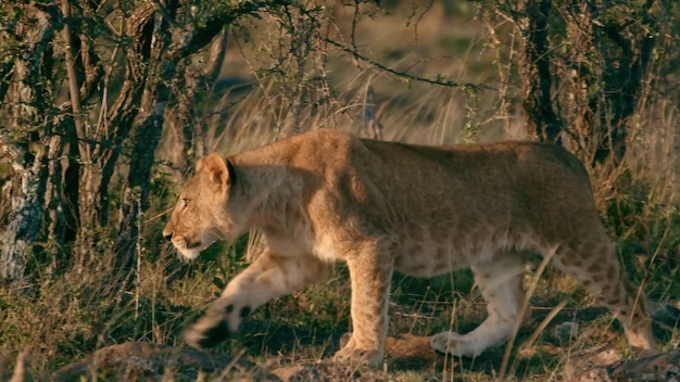 The most dangerous animals residing in the captivating Chobe River National Park