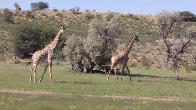 魅力的なチョベ川国立公園に生息する最も危険な動物