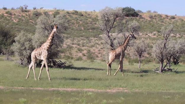 魅力的なチョベ川国立公園に生息する最も危険な動物