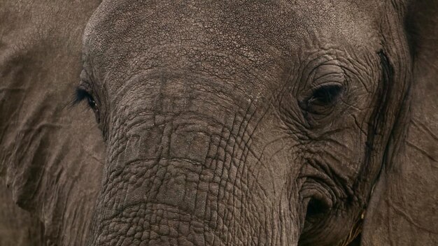 魅力的なチョベ川国立公園に生息する最も危険な動物