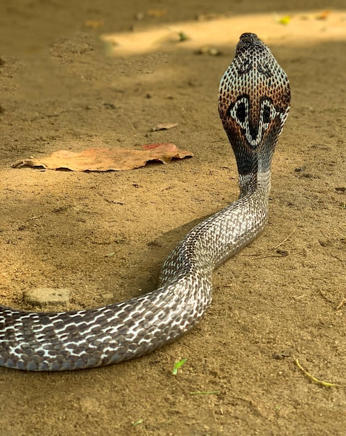 Photo most venomous snake in sri lanka