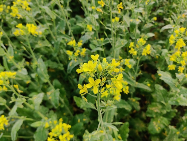 Mosterd bloemen geïsoleerd op groene achtergrond