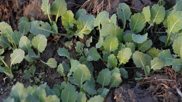 Mosterd kleine planten close-up weergave