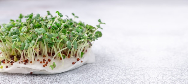 Mosterd op de vensterbank. Microgreens groeien. Veganistisch en gezond eten concept. Detailopname. Horizontale banner. Kopieer ruimte voor uw tekst