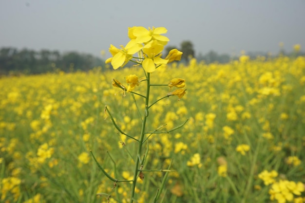 mosterdbloem in Bangladesh