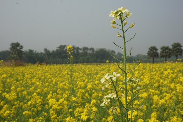 mosterdbloem in Bangladesh