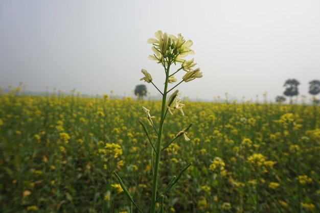 mosterdbloem in Bangladesh