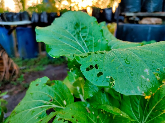 Mosterdgroentebladeren die door insecten zijn opgegeten