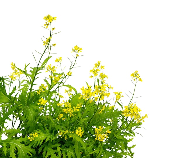 Mosterdplant bloemen dichtbij Sinapis geïsoleerd op witte achtergrond Rapseed bloei Mosterd bloeiende plant Brassica nigra Groene mosterdplanten met gele bloem brassica