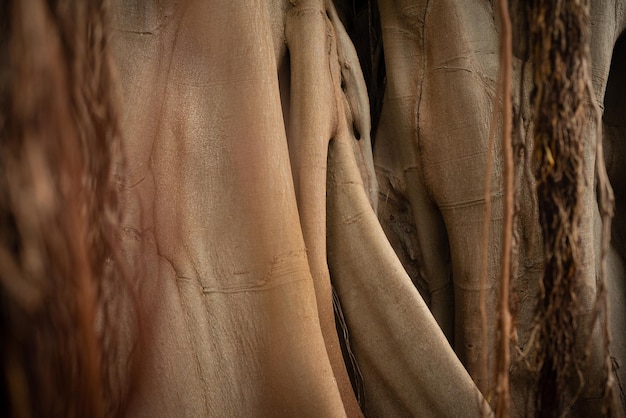 Mostly blurred bark texture background of Ficus macrophylla f columnaris banyan tree or Lord Howe fig Abstract composition of smooth bark fibers and brush aerial roots Natural wallpaper