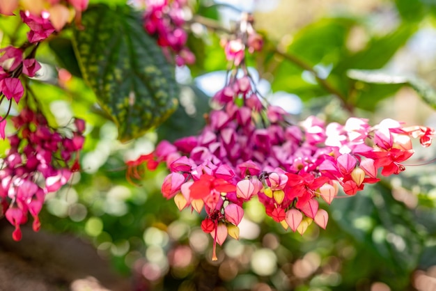 ほとんどぼやけている出血ハートつるの花のクローズアップクレロデンドラム・トムソニアエまたは晴れた日に出血ハート・グロリバウワーの紫と赤の花明るい熱帯の花の壁紙