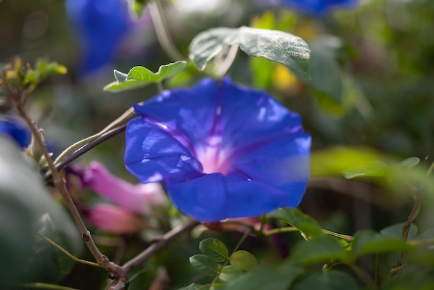 緑の葉の背景にほとんどぼやけた青い花のクローズ アップ夏の自然の壁紙晴れた日の青い朝顔