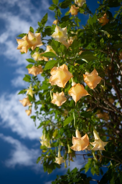 ほとんどぼやけている桃の天使は、緑の葉の背景に明るいオレンジ色の花をトランペットします。エキゾチックな夏の自然の壁紙、ブルグマンシア スアベオレンス、青い空を背景にオレンジ桃の花をダウン ビュー