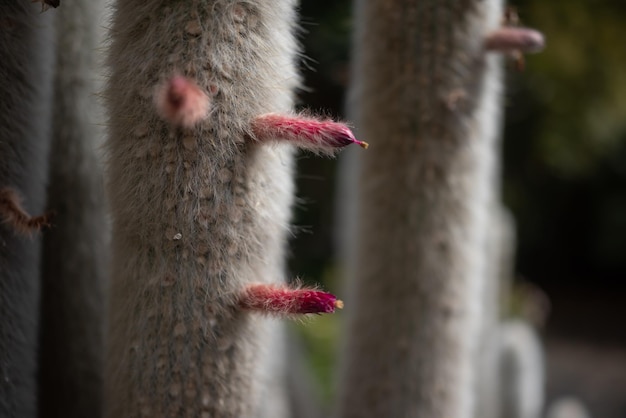 Mostly blurred photo of the pink red flowers of cactus silver torch or wooly torch Fluffy dense white spines sunlit from the right Exotic summer nature wallpaper