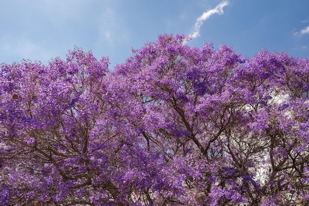mostly blurred purple tree on blue sky background exotic violet or purple flowers of blue jacaranda or black poui flowering tree no leaves just blossoms on branches summer nature wallpaper