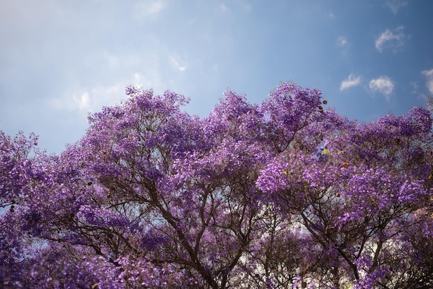 mostly blurred purple tree on blue sky background exotic violet or purple flowers of blue jacaranda or black poui flowering tree no leaves just blossoms on branches summer nature wallpaper