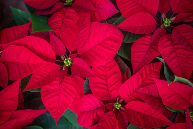 Mostly blurred Red Christmas Star flowers background in dim evening light Dark red Poinsettia background with selective focus Christmas wallpaper