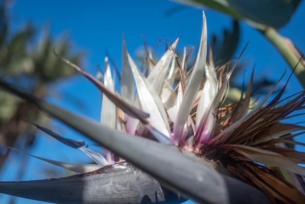 Mostly blurred tropical flowers closeup White birdofparadise tree or Strelitzia nicolai White or giant bird of paradise Exotic white flowers on blue sky background Sunny summer nature wallpaper